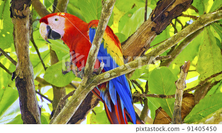 Scarlet Macaw, Corcovado National Park, Costa Rica 91405450