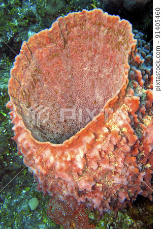 Sponge, Isla de la Juventud, Cuba 91405460