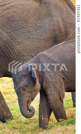 Sri Lankan Elephant, Minneriya National Park, Sri Lanka 91405481