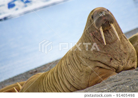 Walrus, Arctic, Norway Walrus, Arctic, Norway 91405498