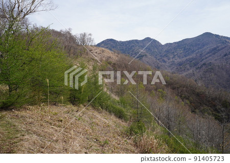 Gunma Prefecture, Akayashio blooming from the county ridge, Maruyama, a plateau near Yae Kabahara, May 6, 2022 91405723