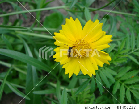 Red Yellow Rudbeckia flower in nature Red Yellow Rudbeckia flower in nature 91406238