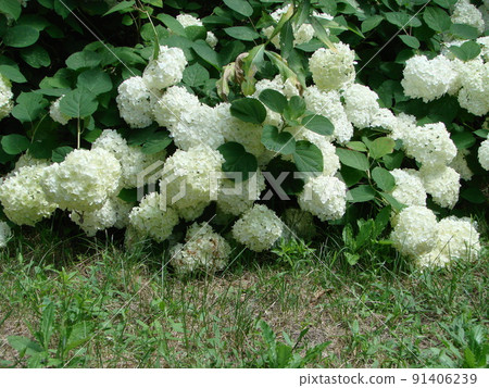 Decorative bush Viburnum with white flowers - snowball tree in garden Decorative bush Viburnum with white flowers - snowball tree in garden 91406239