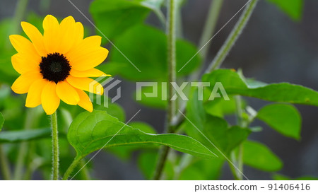 Energetic power from a single sunflower / Hill park with a view of the harbor Energetic power from a single sunflower / Hill park with a view of the harbor 91406416