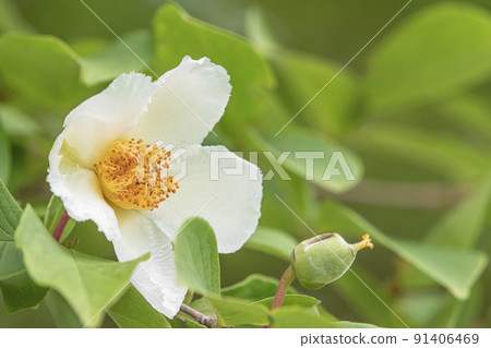 莎拉花 莎拉花 91406469