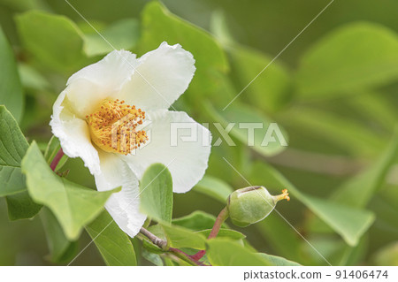 Shara flowers Shara flowers 91406474