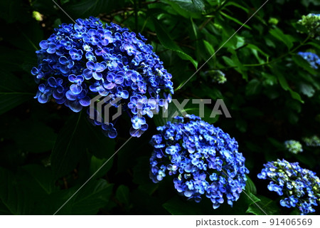 Hydrangea 91406569