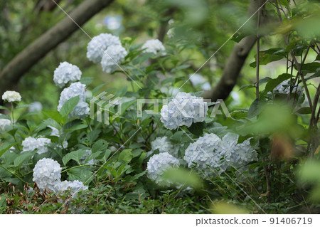 Hydrangea flowers blooming in the rain forest June 91406719