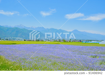 遍地開花的矢車菊和北阿爾卑斯[初夏] 91406942