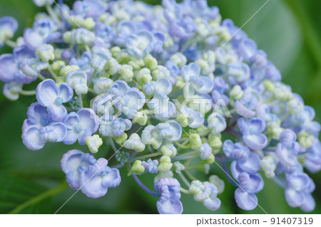 繡球花特寫 6 月 繡球花特寫 6 月 91407319