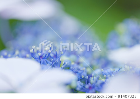Hydrangea flower close-up June 91407325