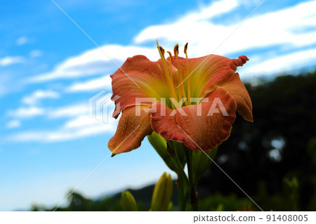 天空中的藍色和紅色黃花菜 天空中的藍色和紅色黃花菜 91408005