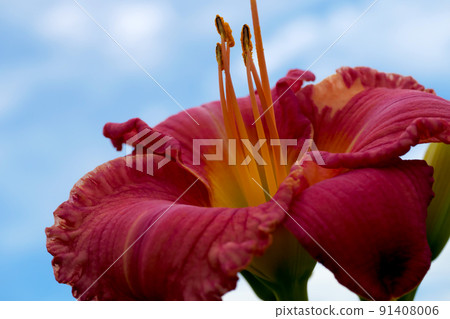 雄蕊伸向天空 雄蕊伸向天空 91408006