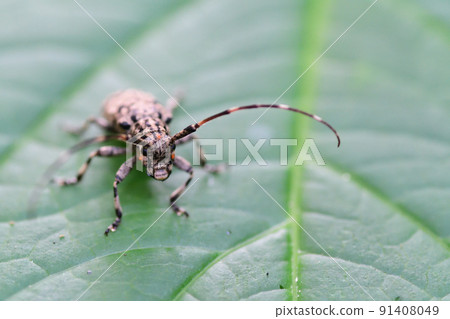 長角甲蟲(埼玉縣/六月) 長角甲蟲(埼玉縣/六月) 91408049