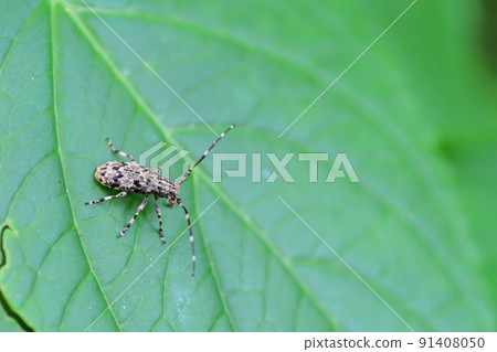 長角甲蟲（埼玉縣/六月） 91408050