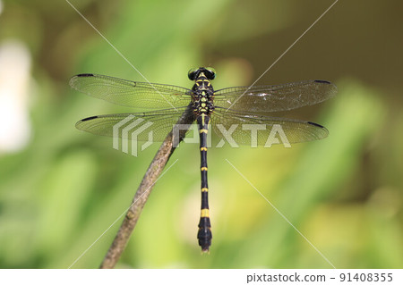 無霸勾蜓(蜻蜓) 無霸勾蜓(蜻蜓) 91408355