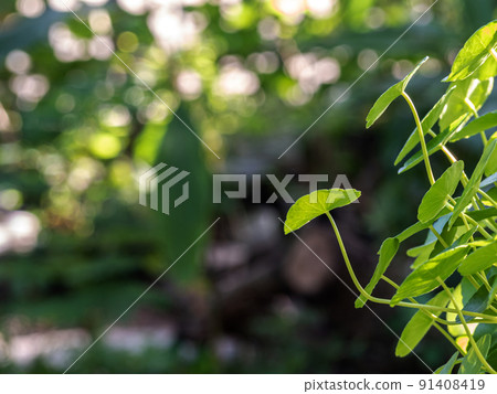 Leaves of Water Pennywort as the green background Leaves of Water Pennywort as the green background 91408419