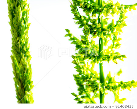 Close up the freshness jungle rice weed on white backgroud Close up the freshness jungle rice weed on white backgroud 91408435