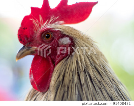 The chubby chicken with white fur The chubby chicken with white fur 91408481