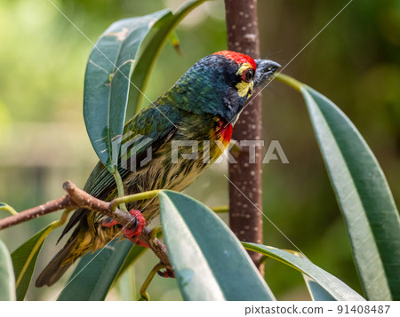 The Coppersmith barbet bird in the garden 91408487