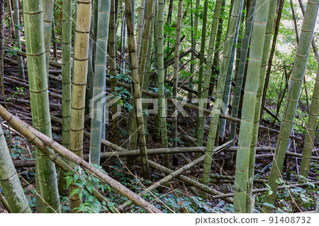 廢棄竹林的粗糙竹林圖像 廢棄竹林的粗糙竹林圖像 91408732