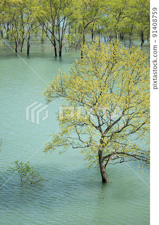 白河湖的沈水森林 春天的景色 白河湖的沈水森林 春天的景色 91408759