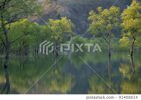 白河湖的沈水森林 春天的景色 白河湖的沈水森林 春天的景色 91408814