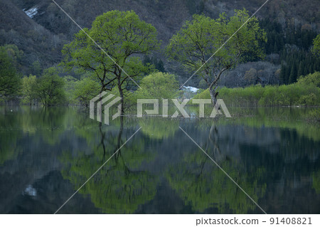 白河湖的沈水森林 春天的景色 白河湖的沈水森林 春天的景色 91408821