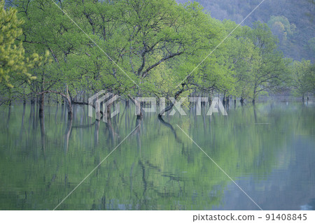 Submerged forest of Lake Shirakawa Spring scenery Submerged forest of Lake Shirakawa Spring scenery 91408845
