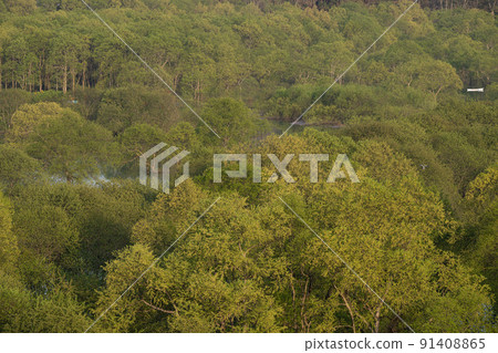 白河湖的沈水森林 春天的景色 白河湖的沈水森林 春天的景色 91408865