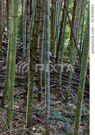 Rough bamboo grove image of abandoned bamboo grove 91408883