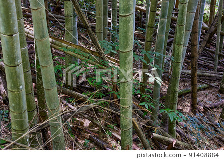 Rough bamboo grove image of abandoned bamboo grove 91408884