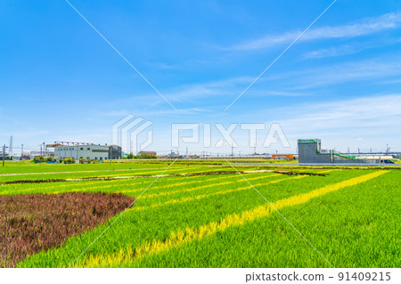 Rice field art that draws a huge picture on a rice field <Nagoya City, Aichi Prefecture> Rice field art that draws a huge picture on a rice field <Nagoya City, Aichi Prefecture> 91409215
