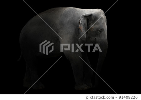 asia elephant standing in dark background asia elephant standing in dark background 91409226