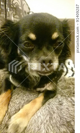 Cute chihuahua 91409287