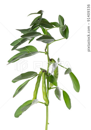 Green bush of broad beans, isolated on white background. Fava beans. Green bush of broad beans, isolated on white background. Fava beans. 91409336