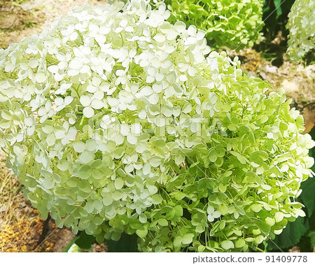 白色繡球花 白色繡球花 91409778