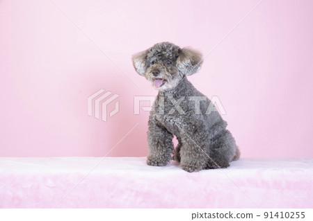 Mocha-chan with a pink back and a smiling toy poodle 91410255