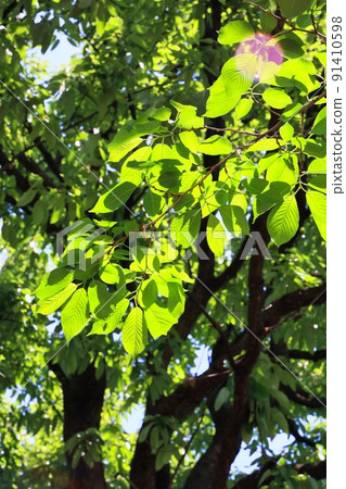 Sunny sky and fresh green in early summer Ecology image Sunny sky and fresh green in early summer Ecology image 91410598