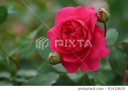 Rose flowers in the garden Rose flowers in the garden 91410620