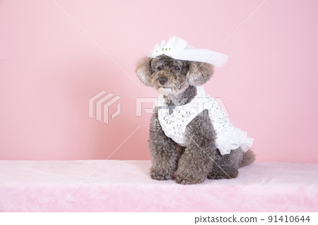 Mocha-chan, a toy poodle who smiles in a pink back and a white dress 91410644
