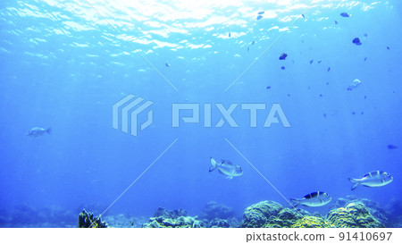 Nishihama Beach underwater photography of Okinawa Akajima 91410697