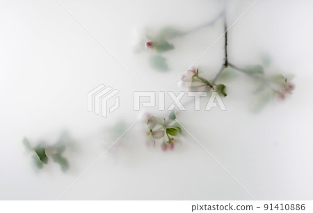 Flowering branch spring summer apple tree branch Flowering branch spring summer apple tree branch 91410886