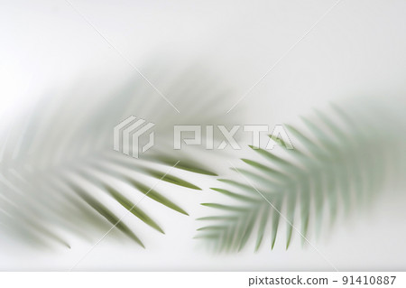 Palm tree branches in the jungle forest in fog and haze Palm tree branches in the jungle forest in fog and haze 91410887