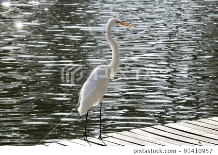 White egret, aquatic bird in the urban environment 91410957