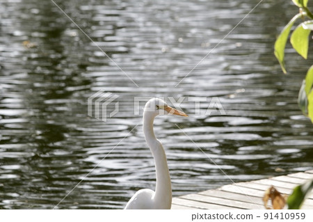 White egret, aquatic bird in the urban environment White egret, aquatic bird in the urban environment 91410959