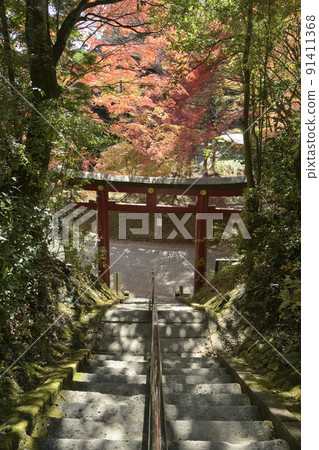 Torii and autumn leaves at the main shrine of Torinokosansho Shrine, located on the prefectural border between Tochigi and Ibaraki prefectures Torii and autumn leaves at the main shrine of Torinokosansho Shrine, located on the prefectural border between Tochigi and Ibaraki prefectures 91411368