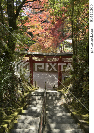 Torii and autumn leaves at the main shrine of Torinokosansho Shrine, located on the prefectural border between Tochigi and Ibaraki prefectures Torii and autumn leaves at the main shrine of Torinokosansho Shrine, located on the prefectural border between Tochigi and Ibaraki prefectures 91411369