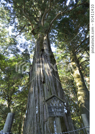 Shinboku (thousand year cedar) of Washiko Sansho Shrine located on the prefectural border between Tochigi and Ibaraki prefectures Shinboku (thousand year cedar) of Washiko Sansho Shrine located on the prefectural border between Tochigi and Ibaraki prefectures 91411410