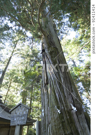 Shinboku (thousand year cedar) of Washiko Sansho Shrine located on the prefectural border between Tochigi and Ibaraki prefectures Shinboku (thousand year cedar) of Washiko Sansho Shrine located on the prefectural border between Tochigi and Ibaraki prefectures 91411414